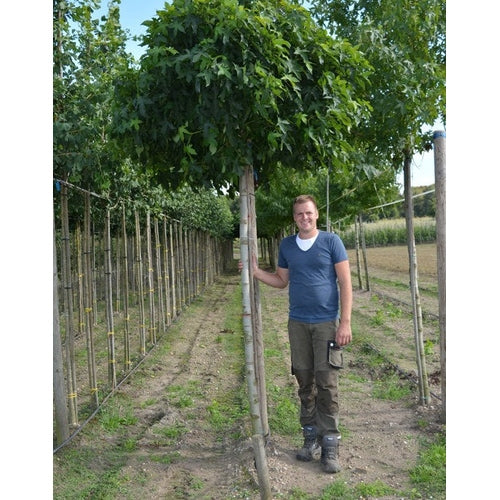 Ambraträd - Liquidambar styraciflua 'Gum Ball'  - Stammens omkrets 18-20 cm, höjd 4 +/- meter,   HS, COCO