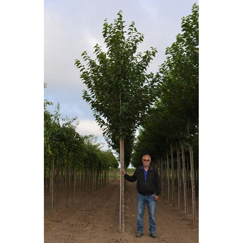 Sötkörsbär - Prunus avium 'Landscape Bloom'  - Stammens omkrets 20-25 cm, höjd 4-4,5 meter,  HS,
