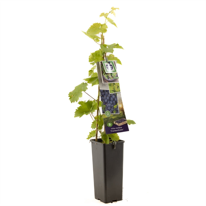 Vinranka - Vitis &