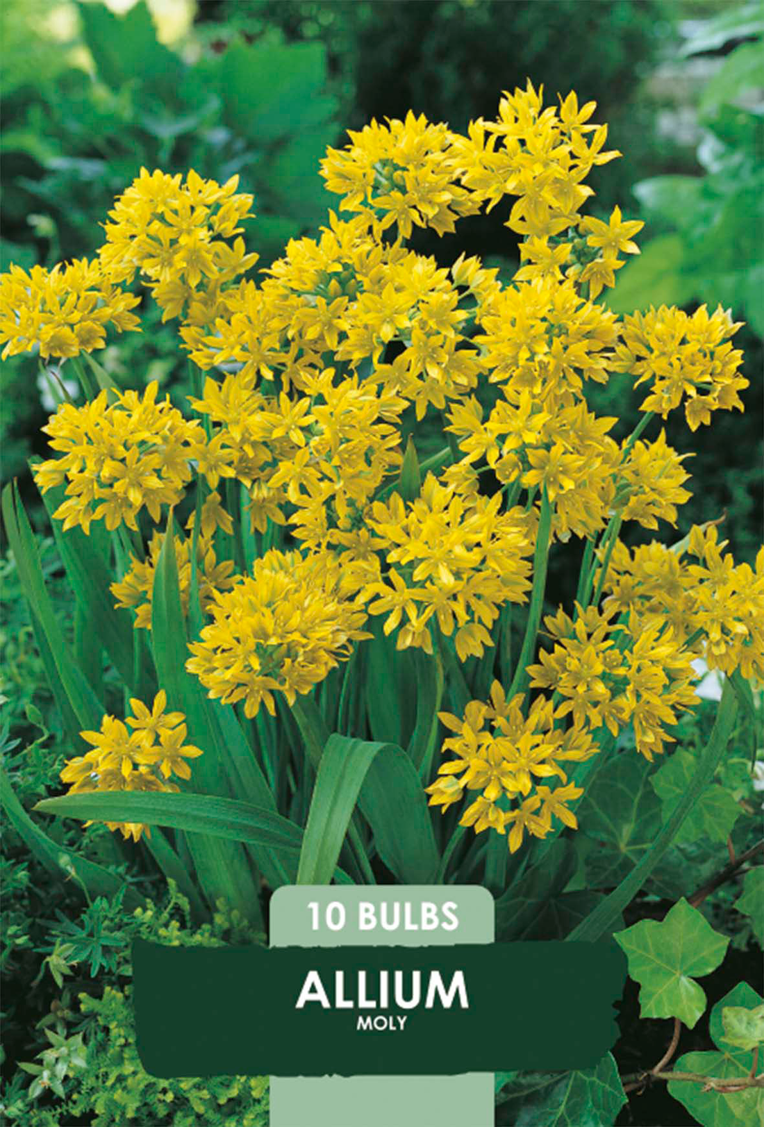 Allium Moly 10-pack