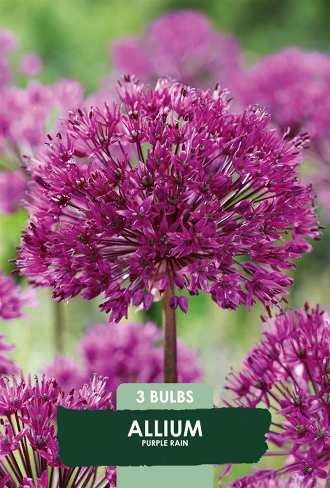 Allium Purple Rain 3-pack