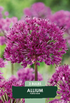 Allium Purple Rain 3-pack