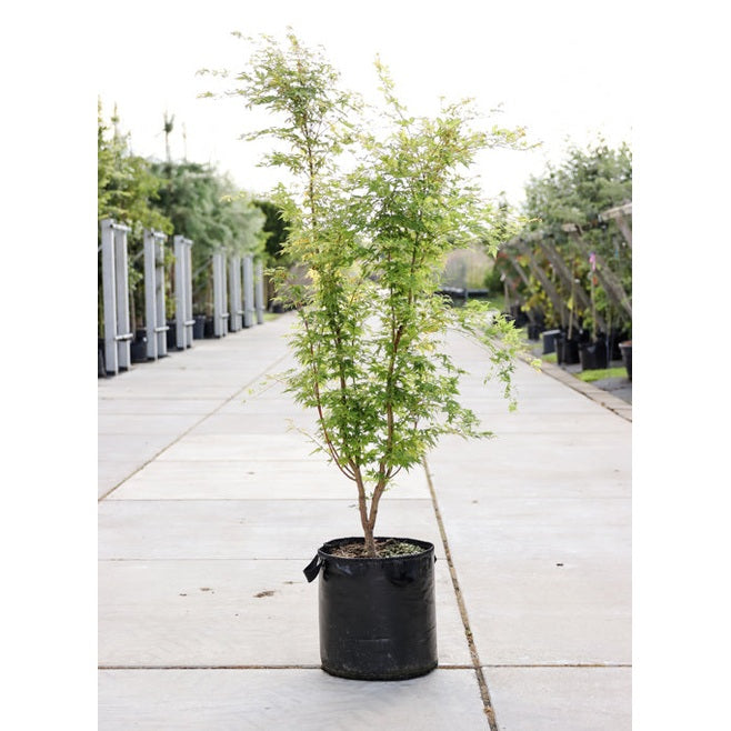 Japansk lönn - Acer palmatum 'Sangokaku' 175-200 MS CONT