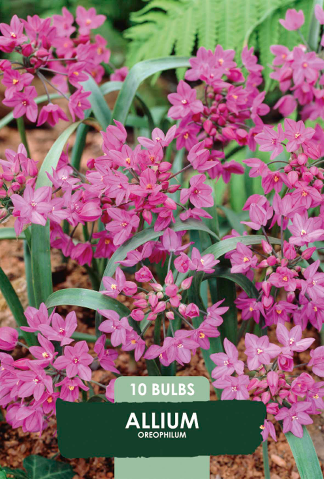 Allium Oreophilum 10-pack