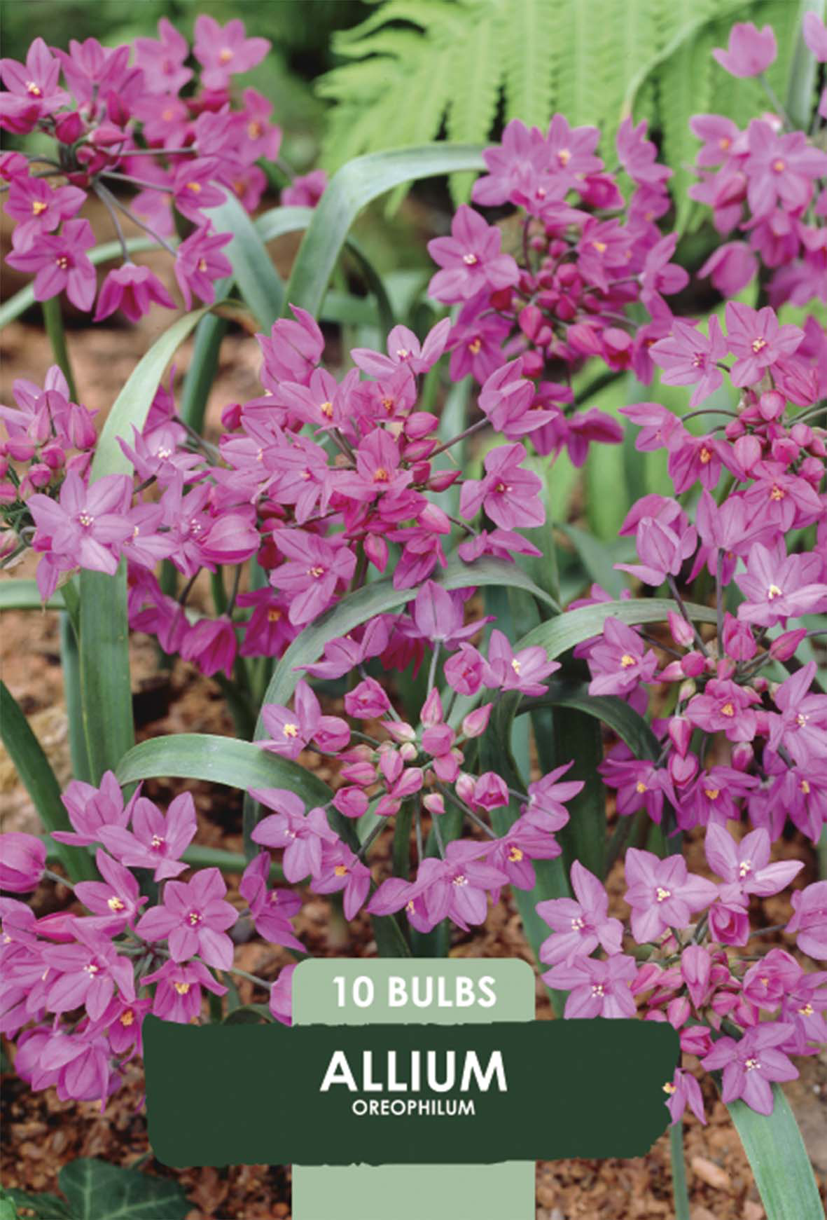 Allium Oreophilum 10-pack