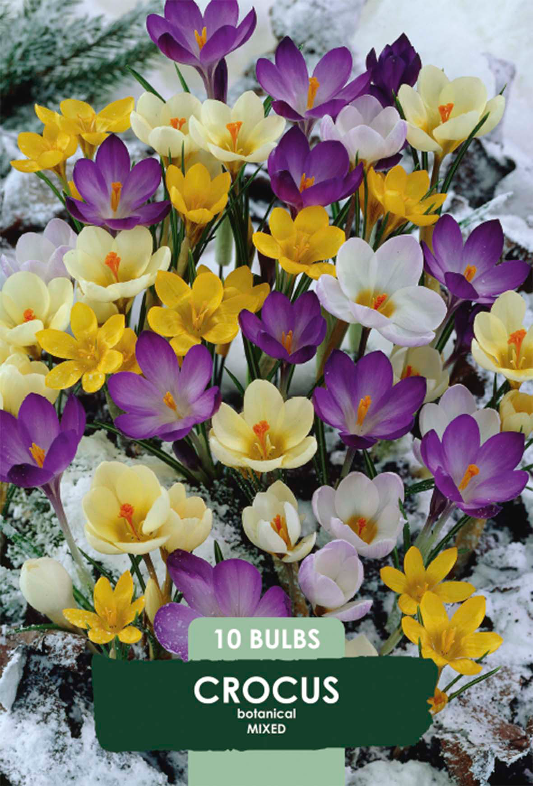Krokus Botanisk Mix 10-pack