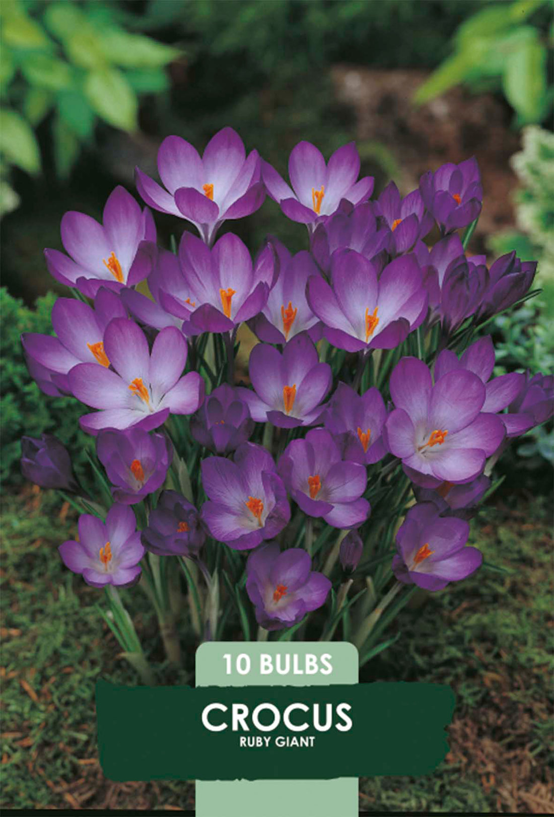 Krokus Ruby Giant 10-pack