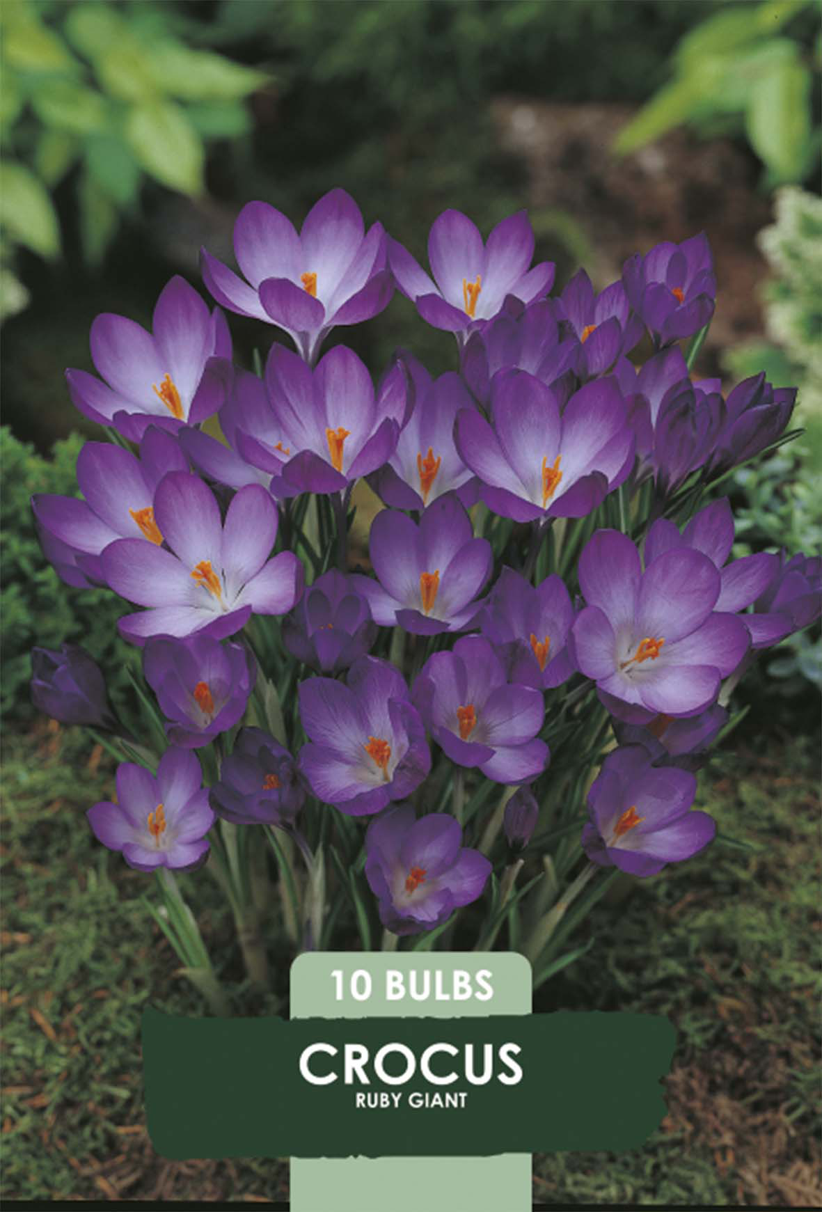 Krokus Ruby Giant 10-pack