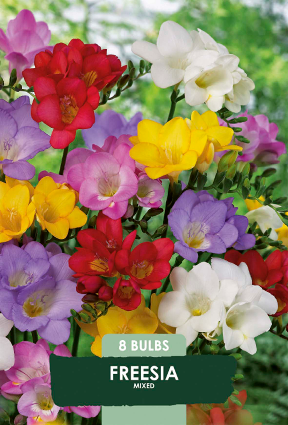 Freesia Enkeltblommande Mix 8-pack