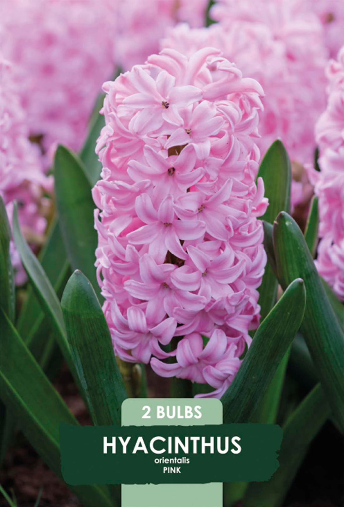 Hyacint Pink Pearl 2-pack