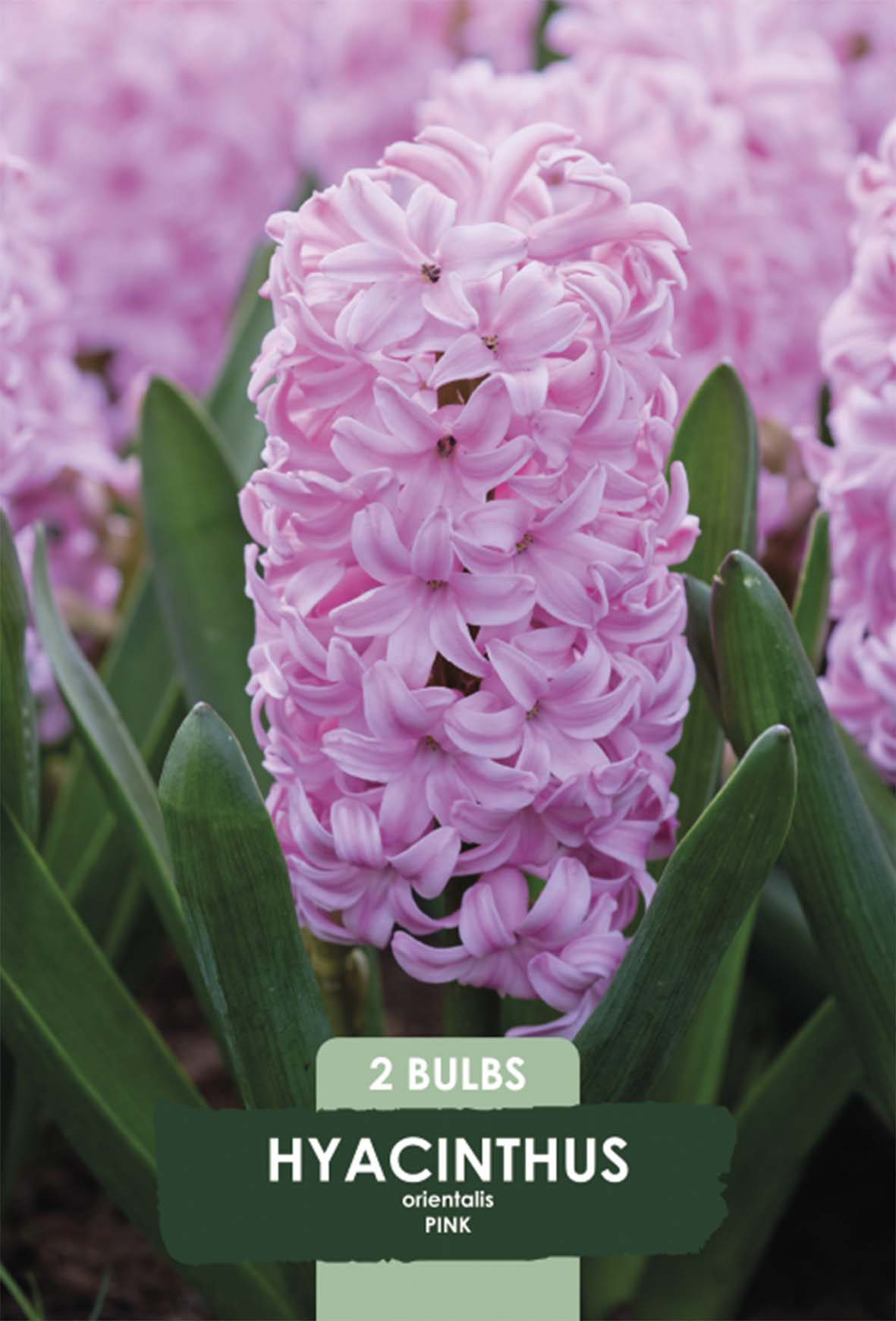 Hyacint Pink Pearl 2-pack