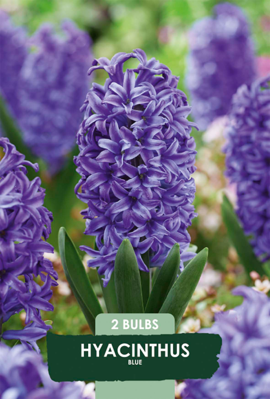 Hyacint Delft Blue 2-pack