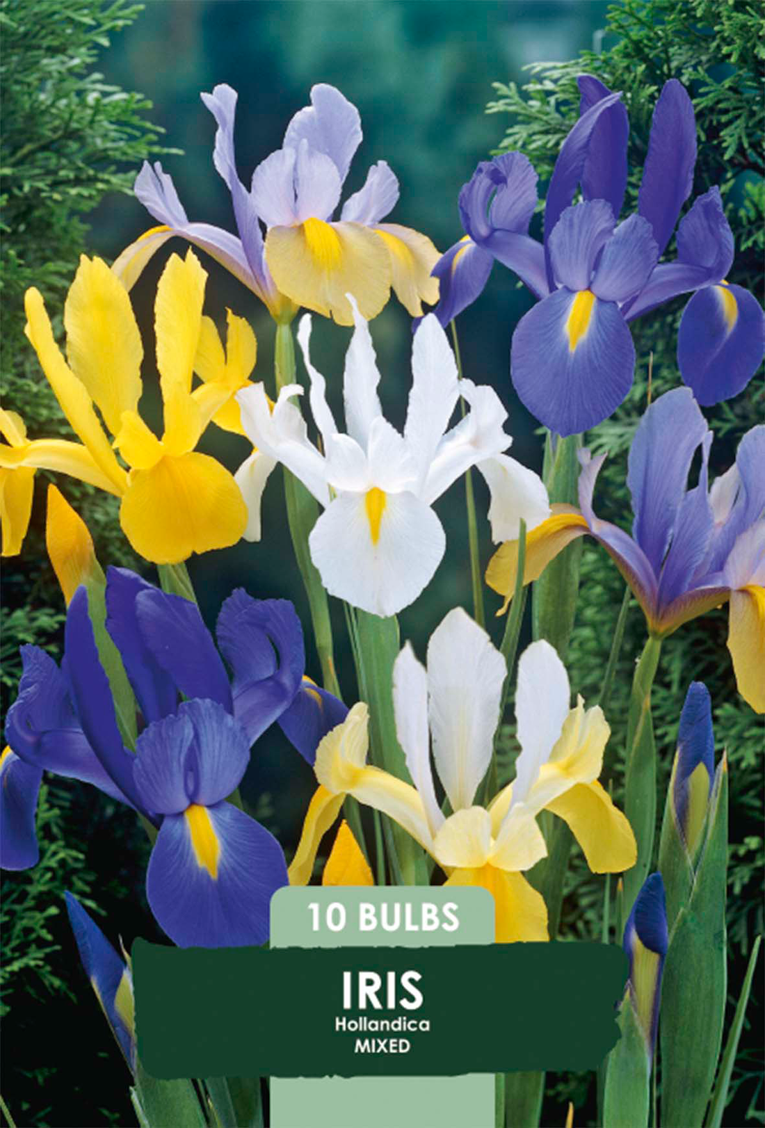Iris Hollandica Mix 10-pack