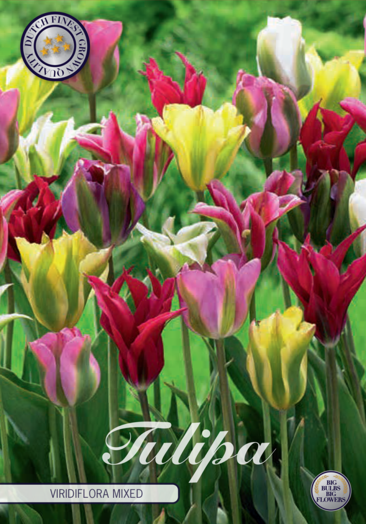 Tulpan Viridiflora Mixed – hel förpackningsbild med blomman, 7-pack. Från Svedberga Plantskola