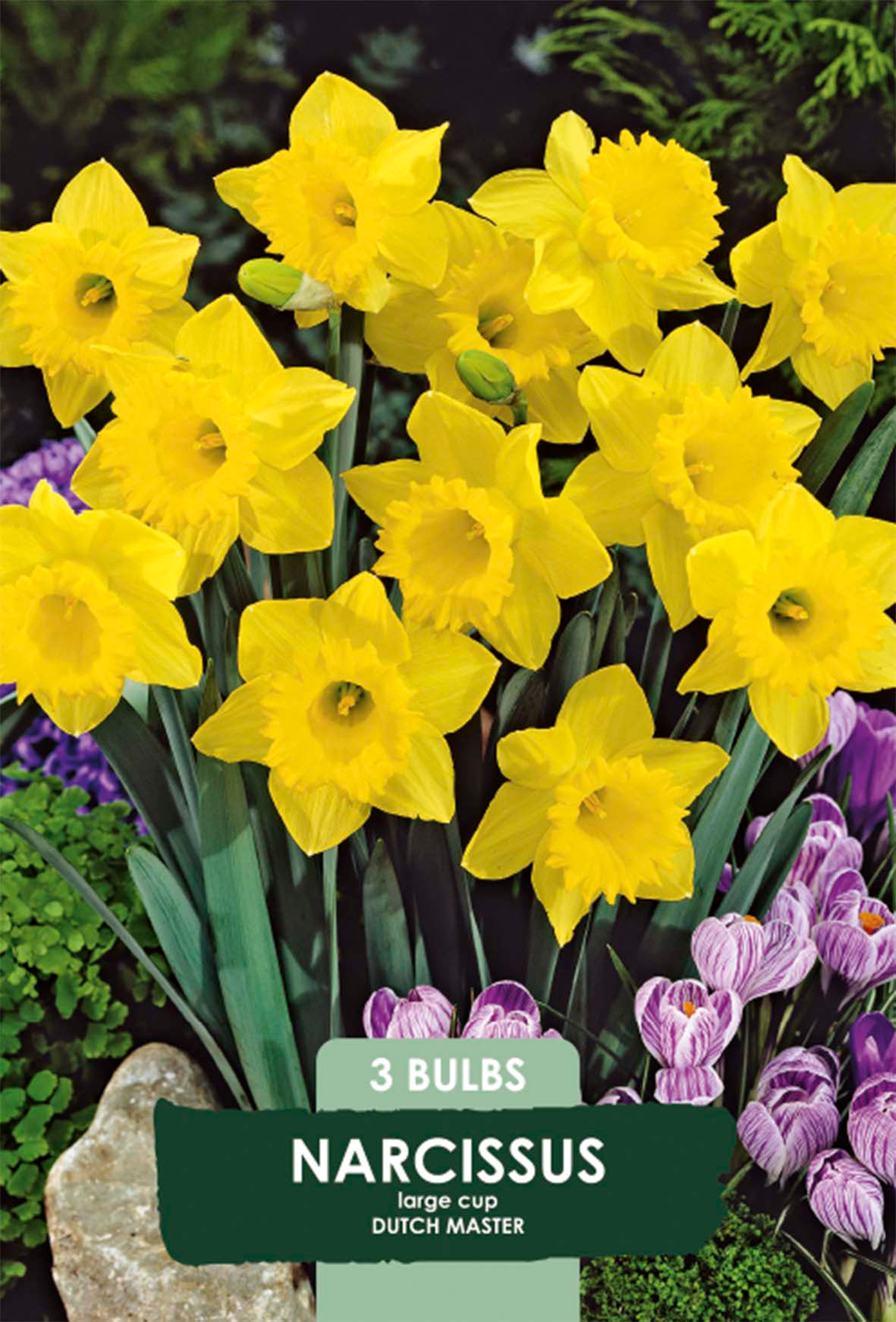 Narciss Dutch Master 3-pack