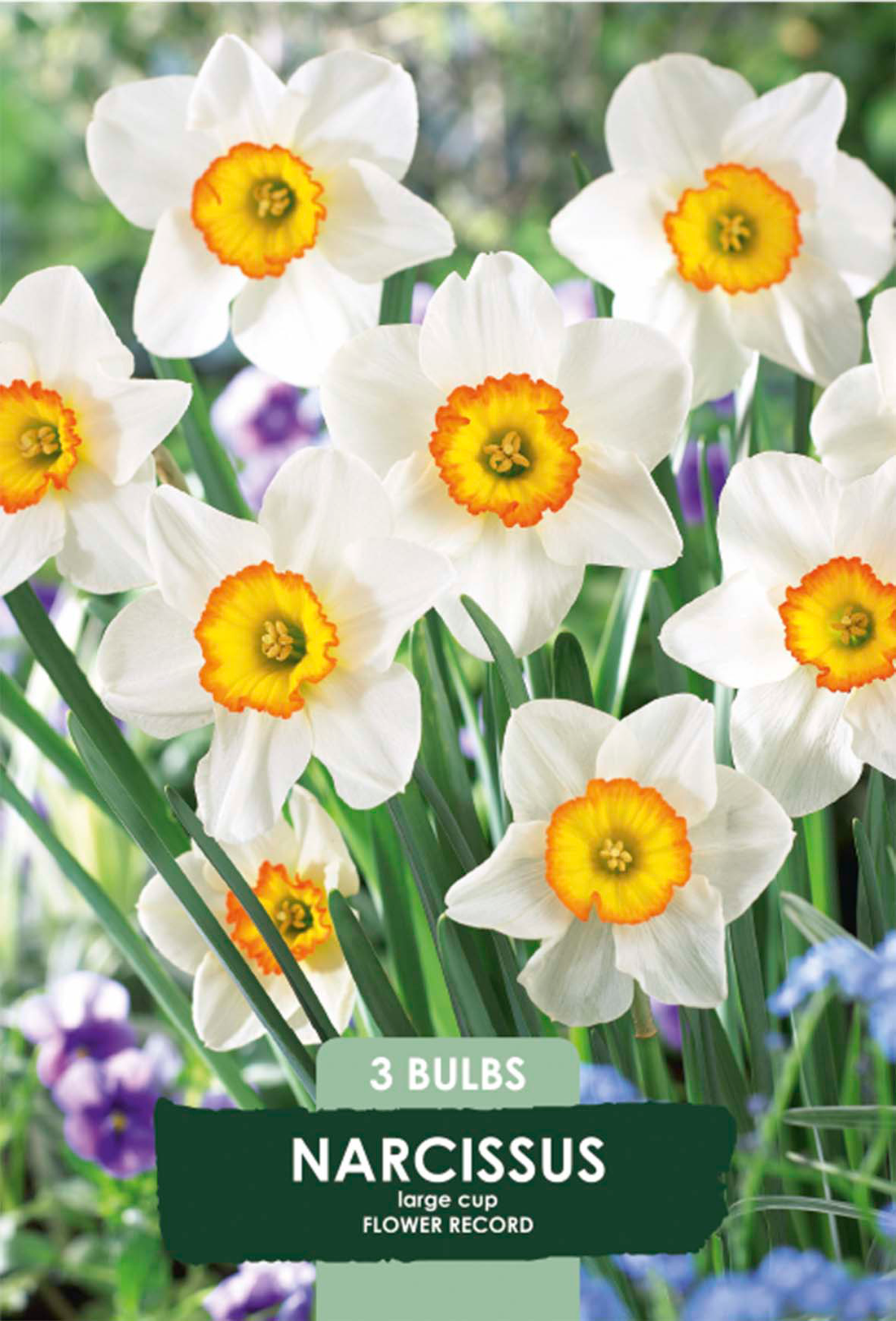 Narciss Flower Record 3-pack