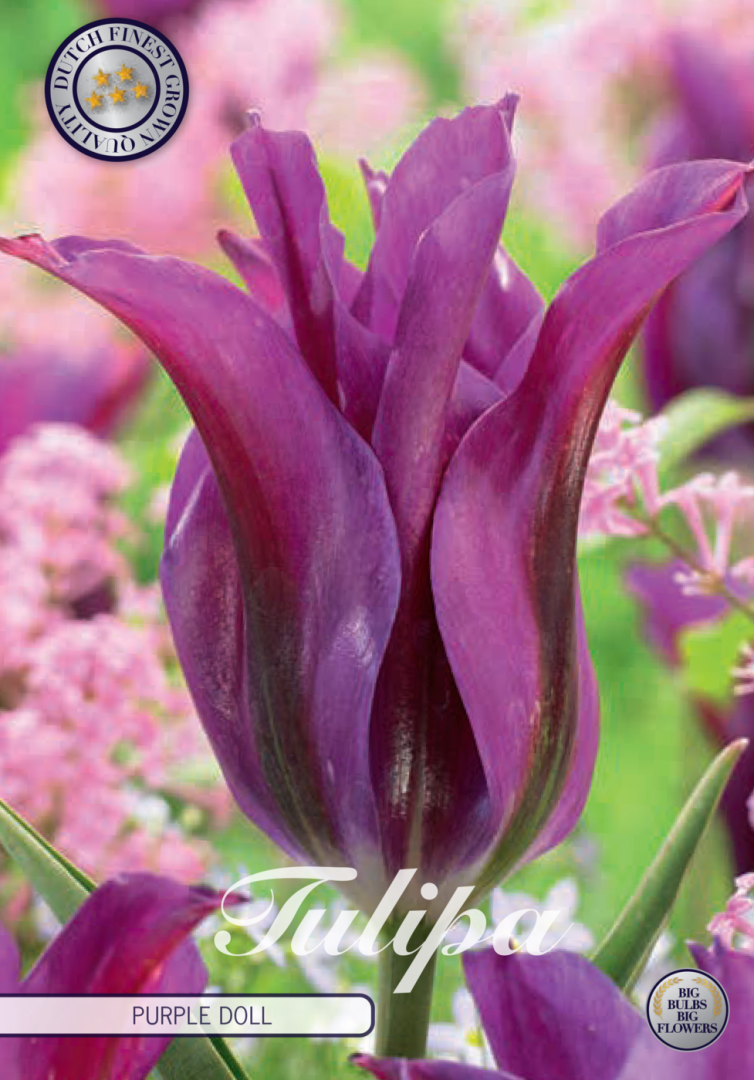 Tulpan Purple Doll – hel förpackningsbild med blomman, 7-pack. Från Svedberga Plantskola