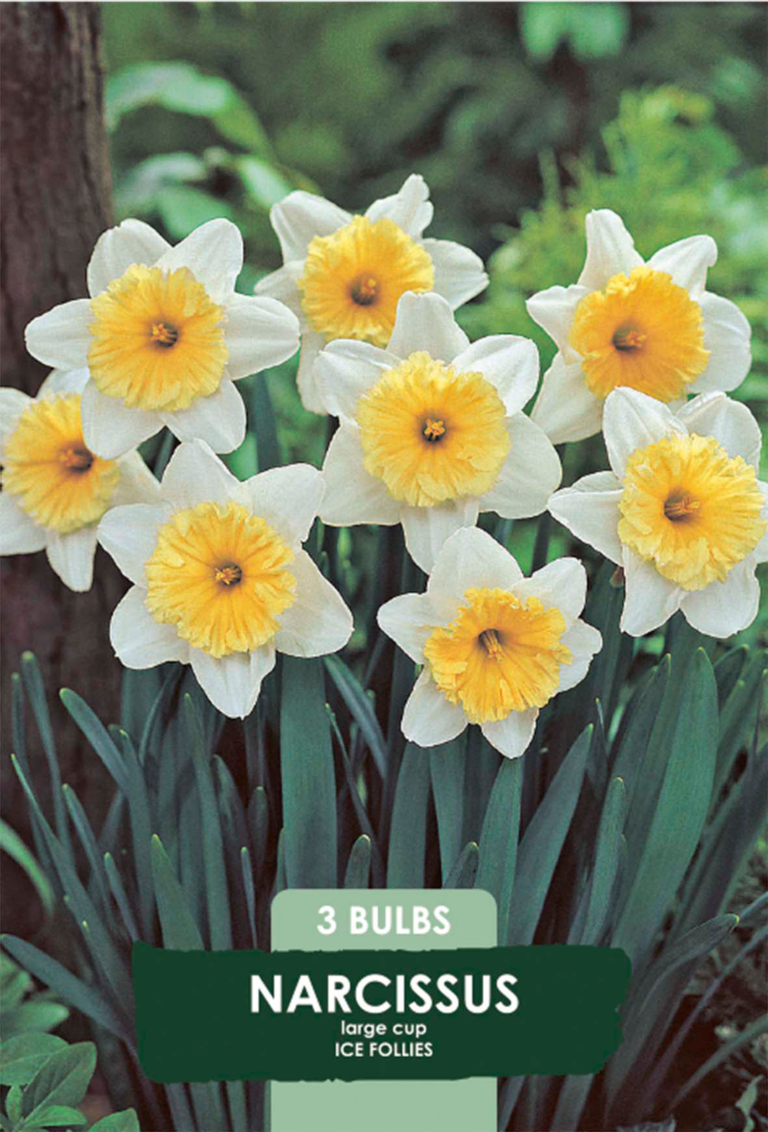 Narciss Ice Follies 3-pack