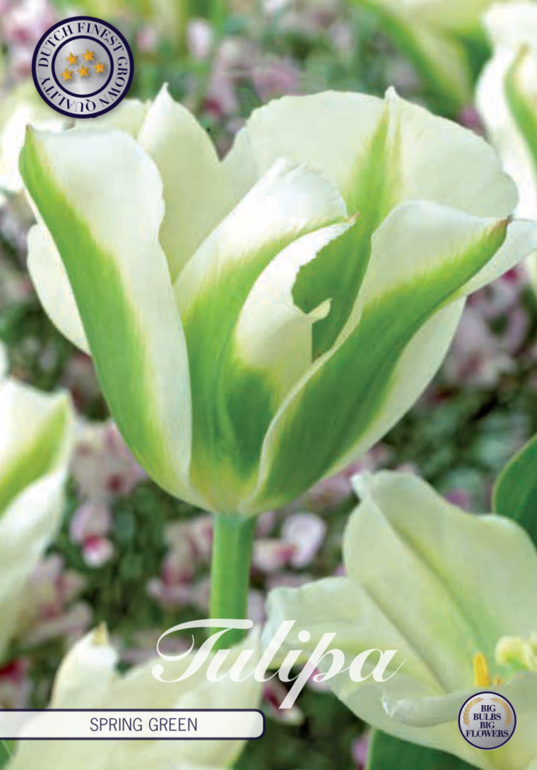 Tulpan Spring Green – hel förpackningsbild med blomman, 7-pack. Från Svedberga Plantskola