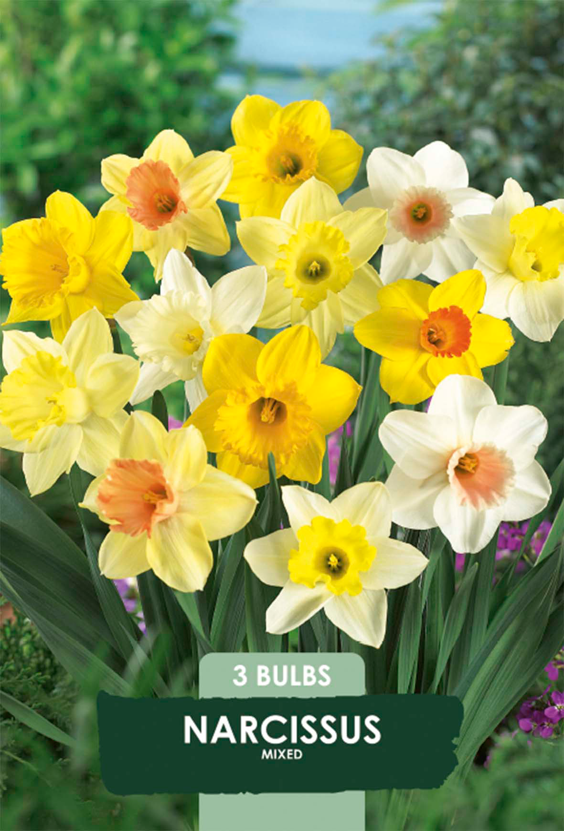 Narciss Mix 3-pack