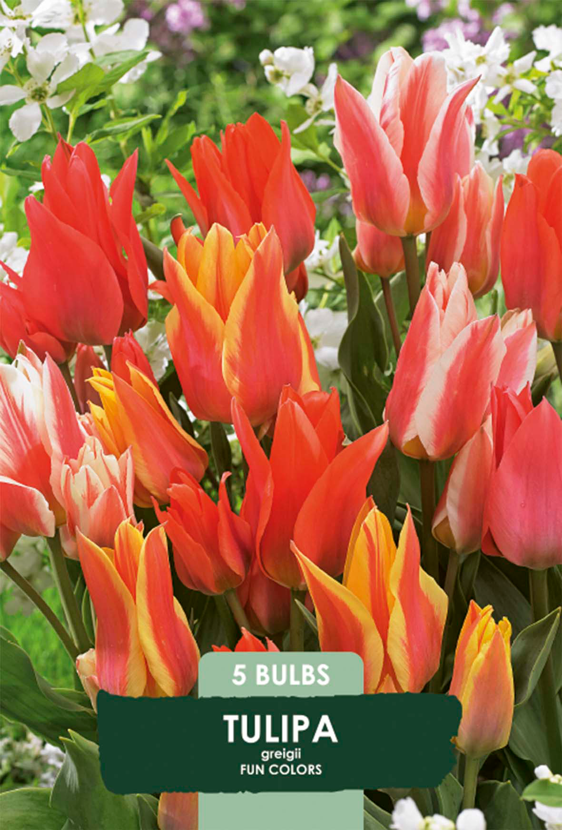 Tulpan Fun Colours 5-pack