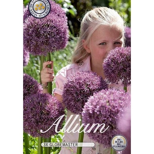 Allium Pinball Wizard 3-pack
