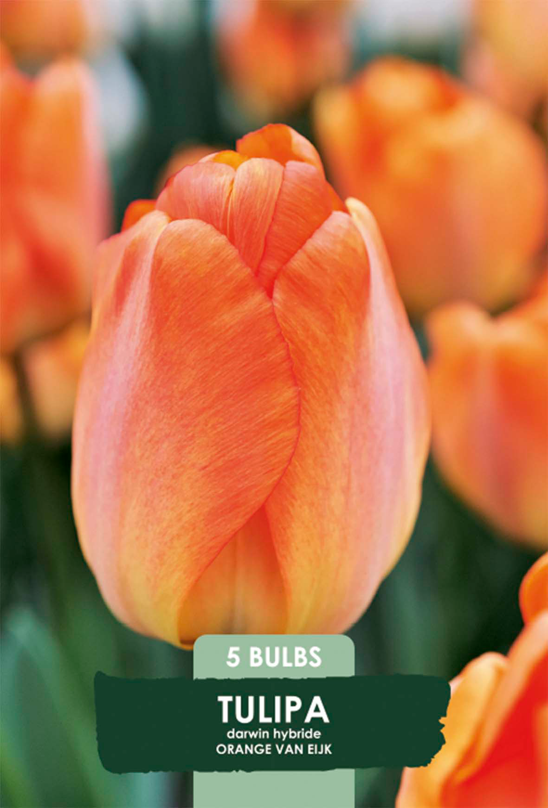 Tulpan Orange van Eijk 5-pack