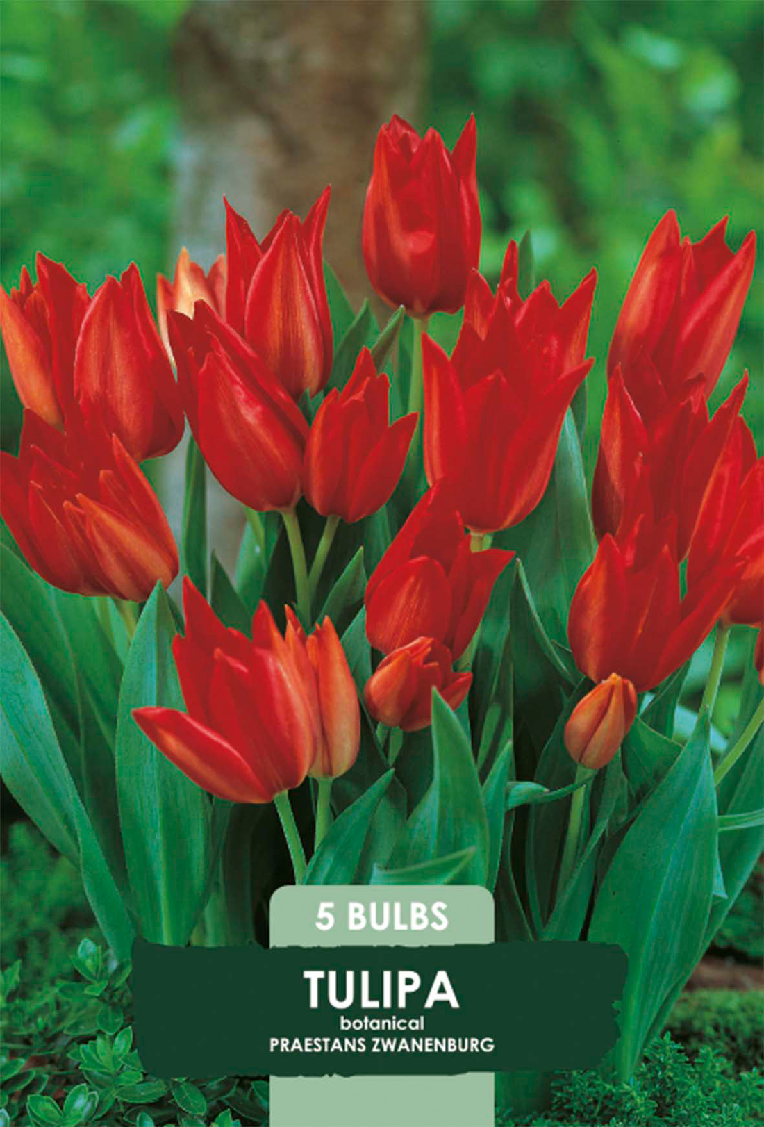 Tulpan Praestans Zwanenburg 5-pack
