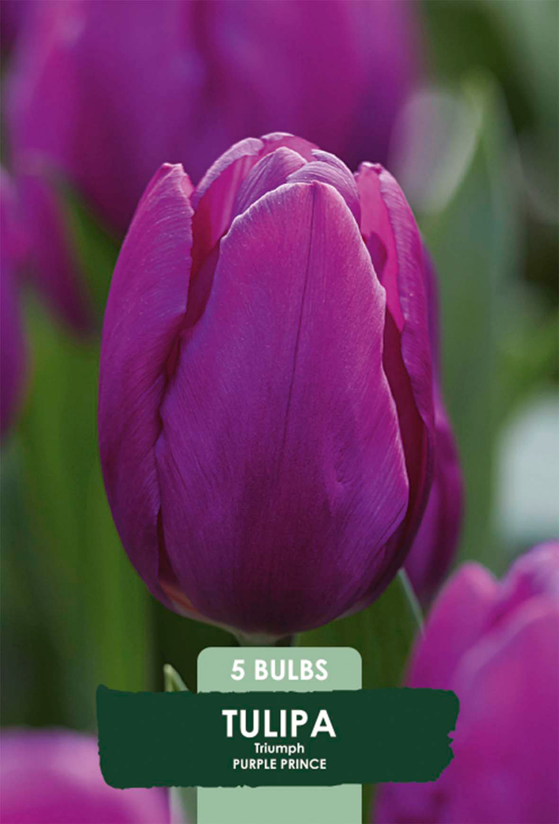 Tulpan Purple Prince 5-pack
