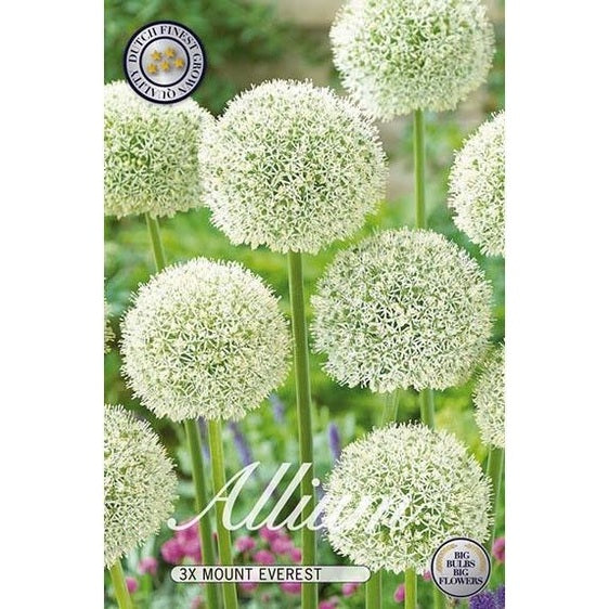 Allium Mount Everest 3-pack