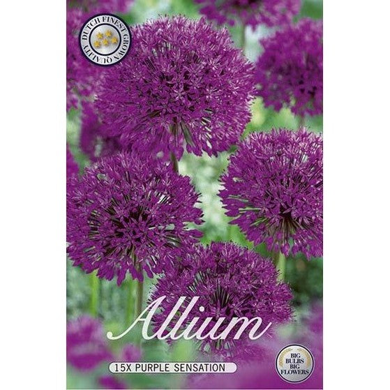 Allium Purple Sensation 15-pack