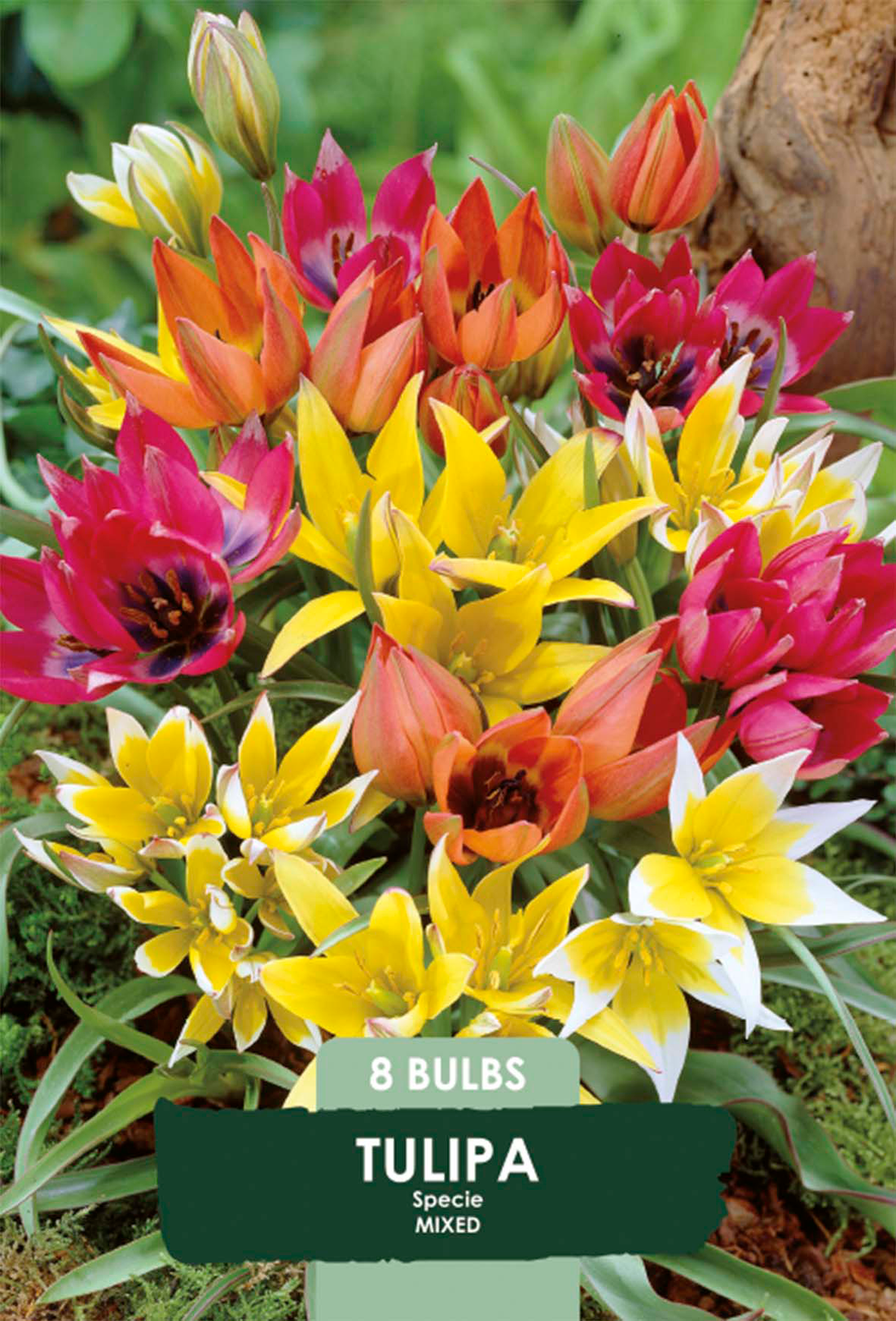 Tulpan Vildartad Mix 8-pack