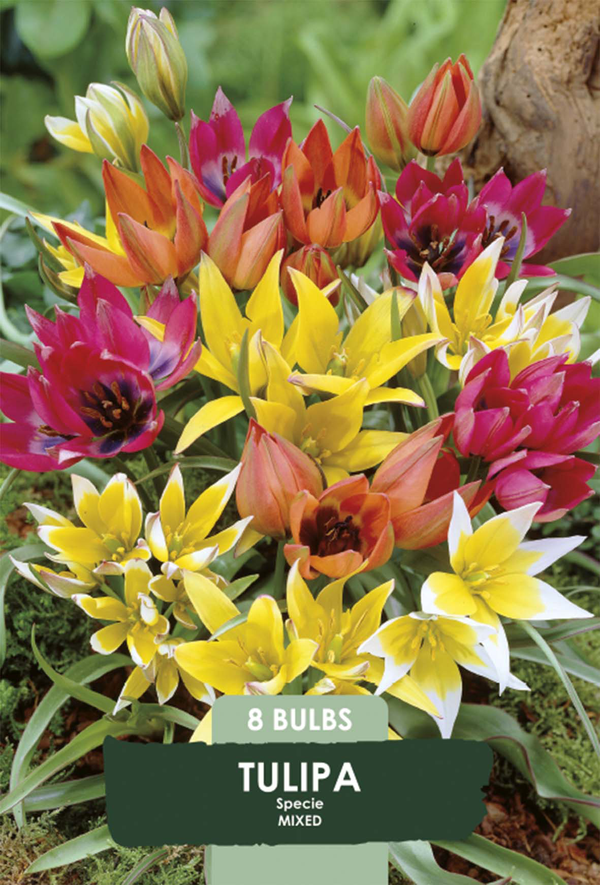 Tulpan Vildartad Mix 8-pack