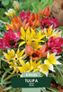 Tulpan Vildartad Mix 8-pack