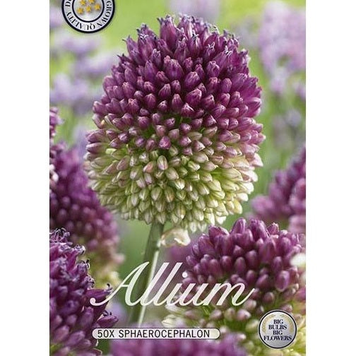 Allium Sphaerocephalon 50-pack