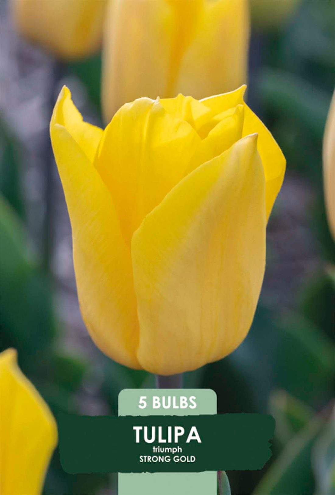 Tulpan Strong Gold 5-pack