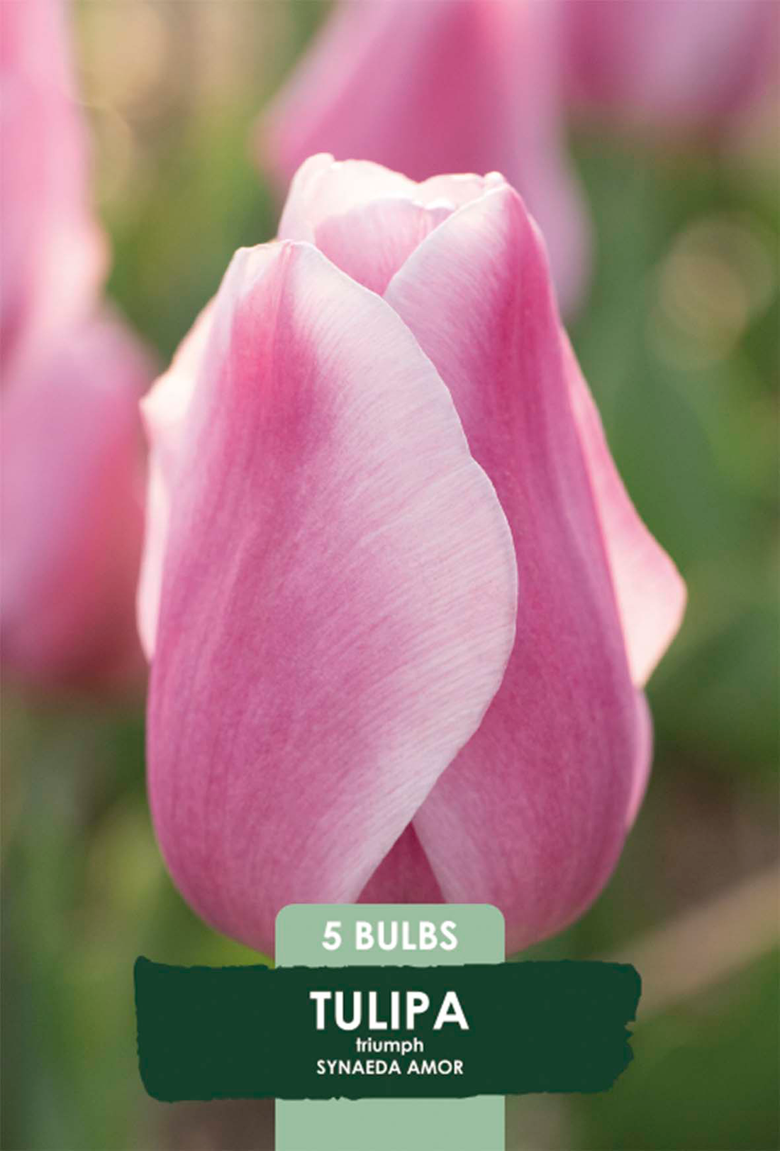 Tulpan Synaeda Amor 5-pack