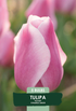 Tulpan Synaeda Amor 5-pack