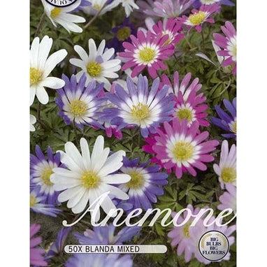 Anemon Mix 50-pack