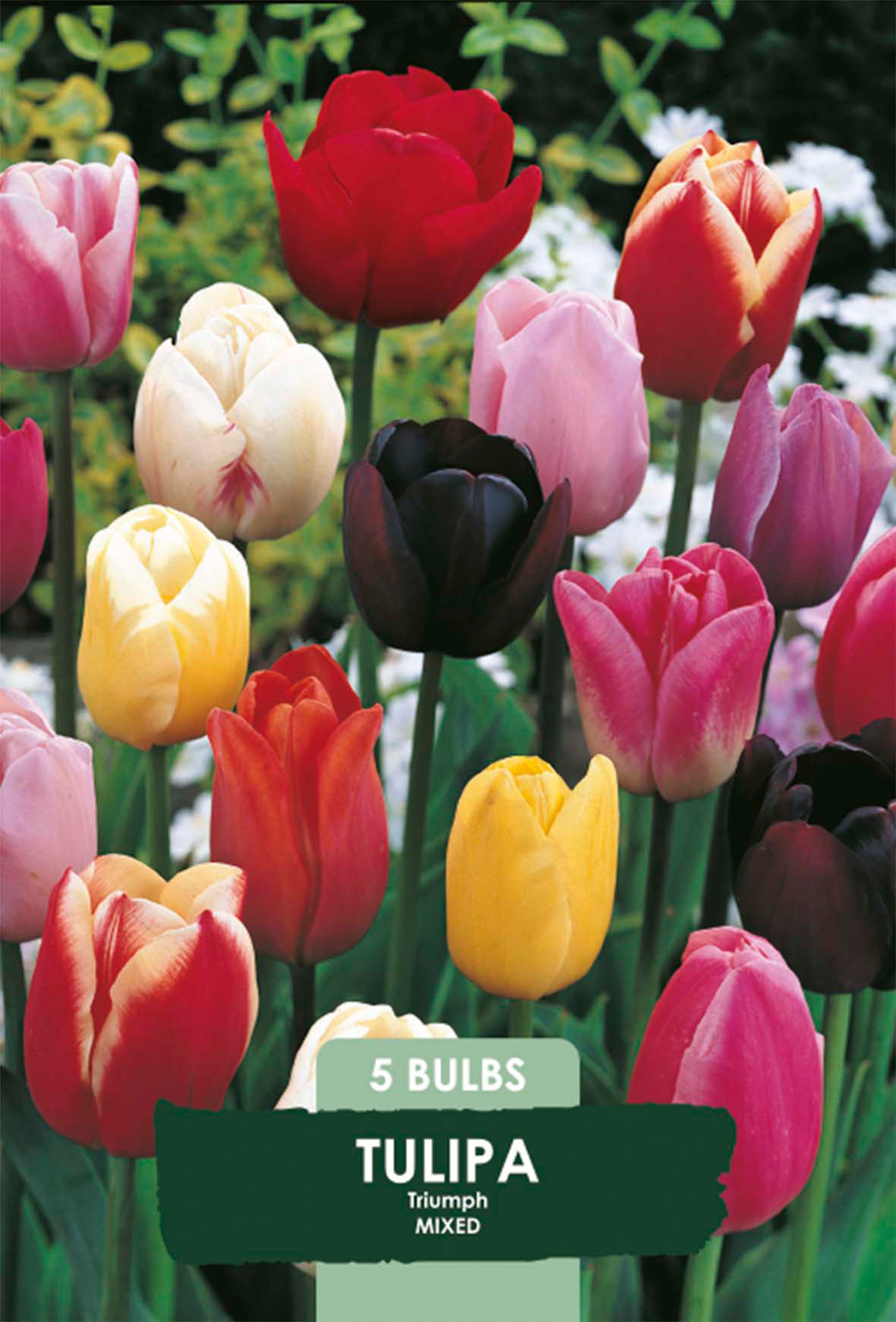 Tulpan Triumph Mix 5-pack