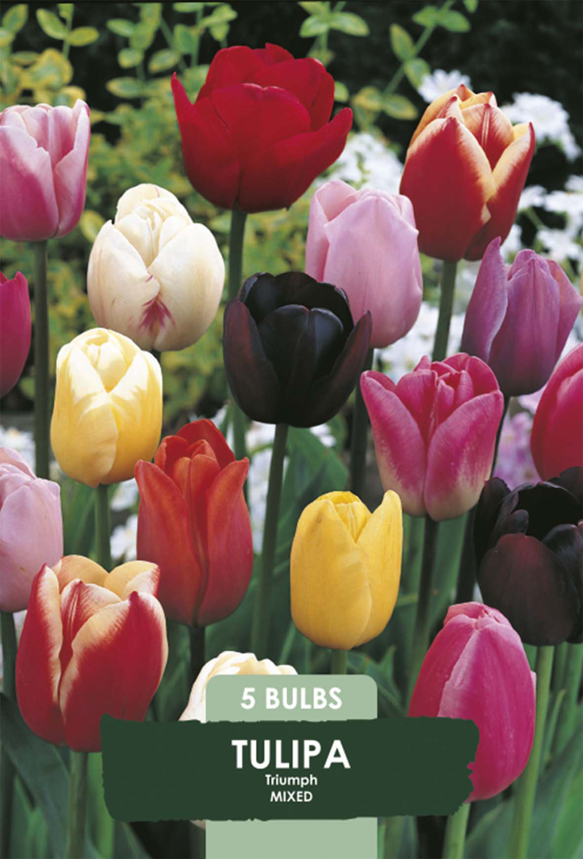 Tulpan Triumph Mix 5-pack
