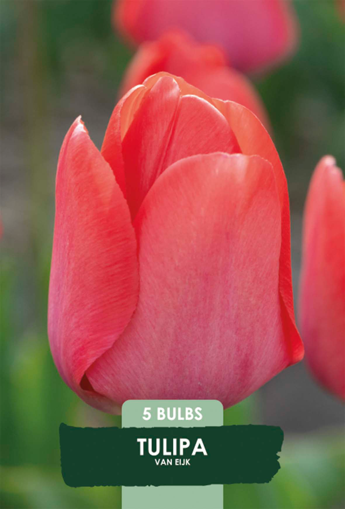 Tulpan van Eijk 5-pack