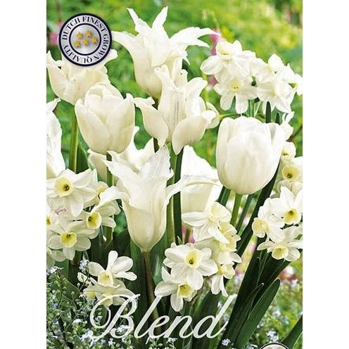 Tulpan/Narciss White Valley 20-pack