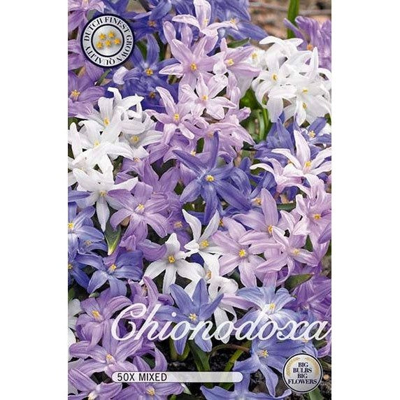 Vårstjärna Mix 50-pack