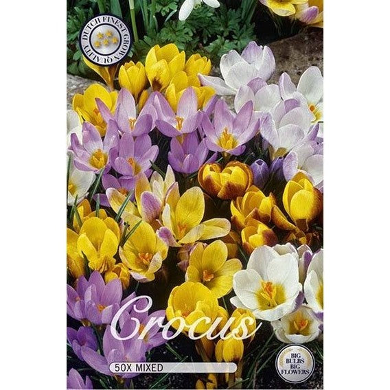 Krokus Botanisk Mix 50-pack