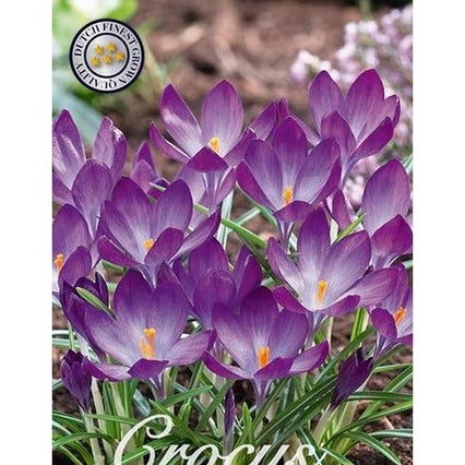 Krokus Ruby Giant 50-pack