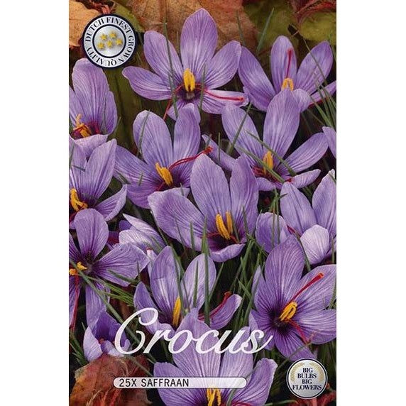 Krokus Saffran 25-pack