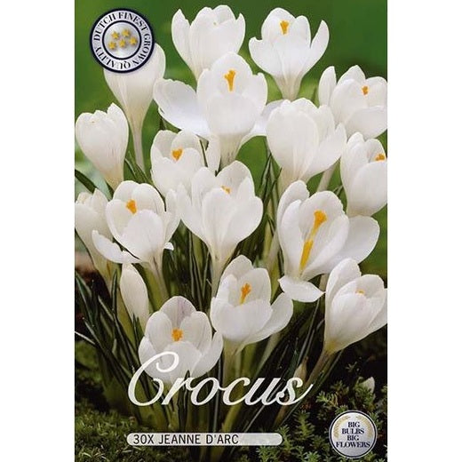 Krokus Jeanne D'Arc 30-pack