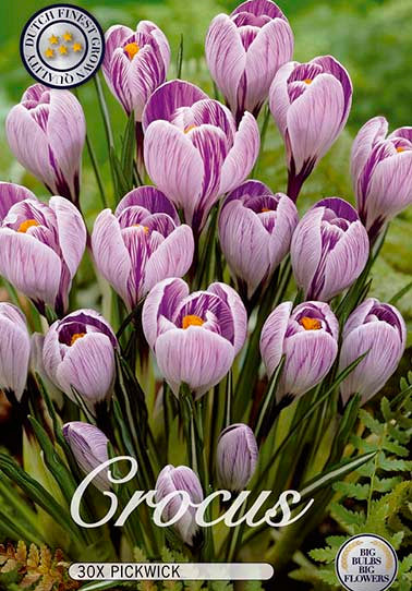 Crocus &