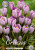 Crocus &